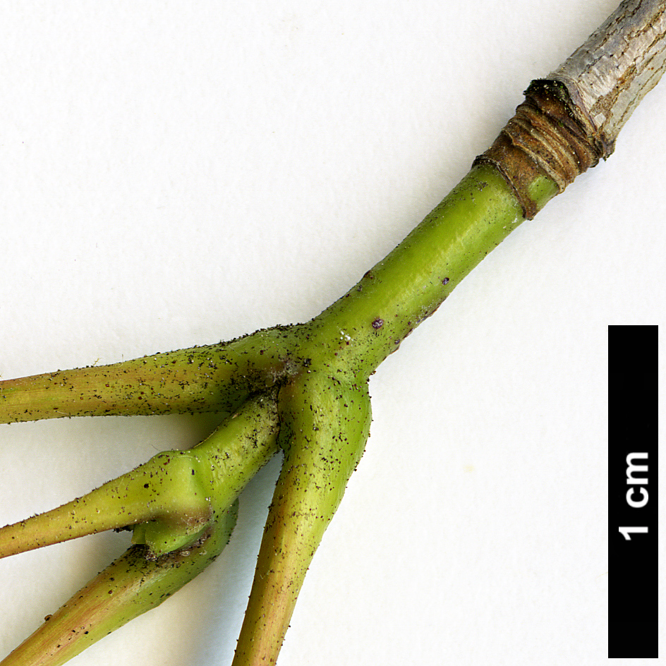 High resolution image: Family: Sapindaceae - Genus: Acer - Taxon: pictum - SpeciesSub: subsp. savatieri High resolution image: Family: Sapindaceae - Genus: Acer - Taxon: pictum - SpeciesSub: subsp. savatieri